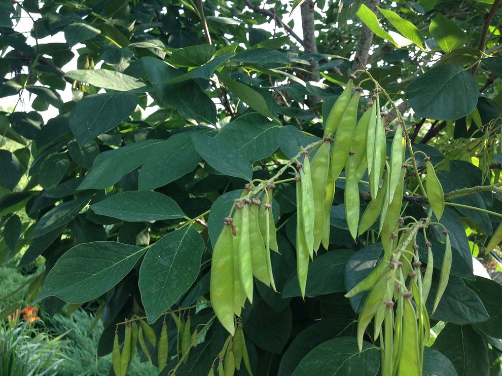 Ландшафтный сад с прудом в КП "Европа"