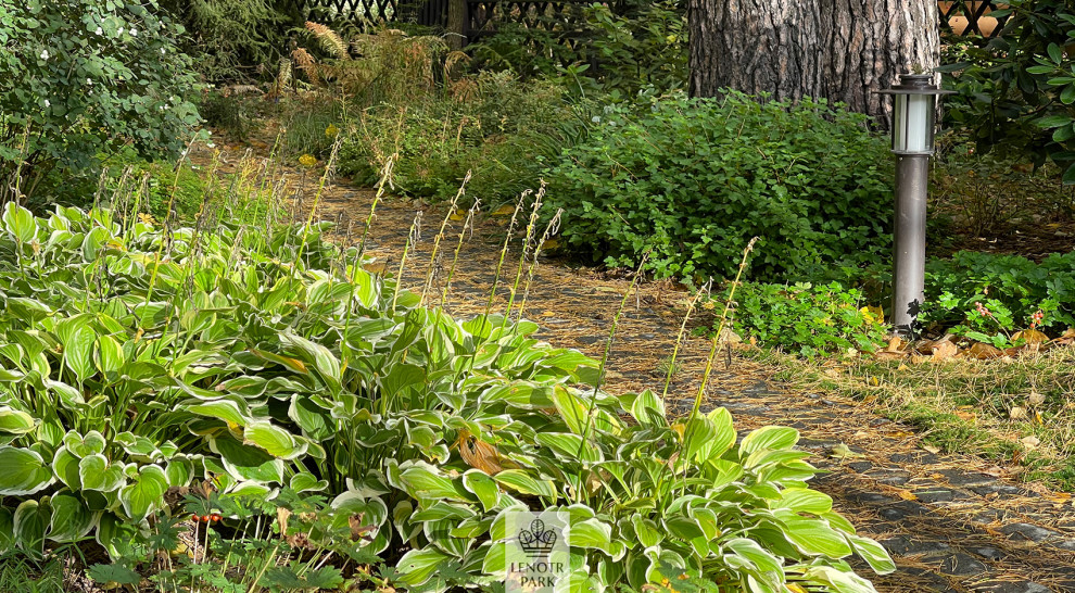 Заповедный бор