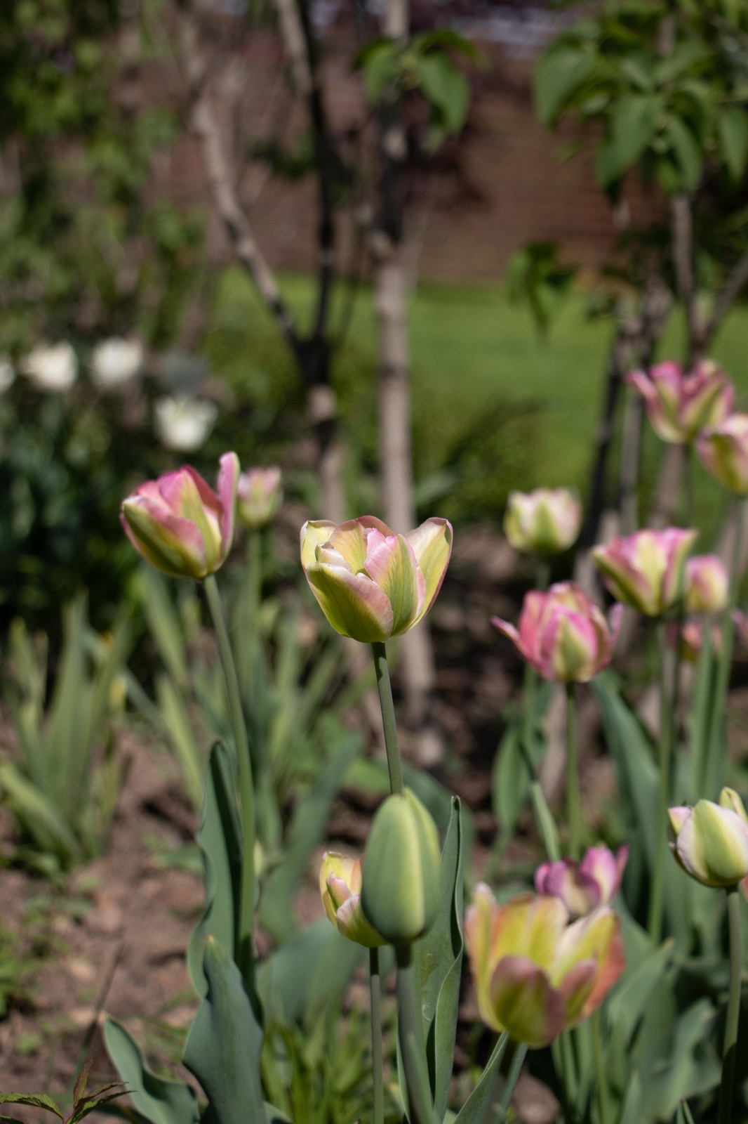 Сосновые берега