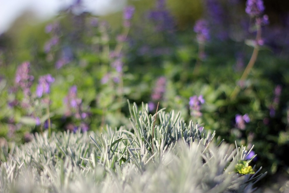 Ландшафт. Цветник в ГБС Москвы (по заказу ландшафтной компании «Формула Сада»)