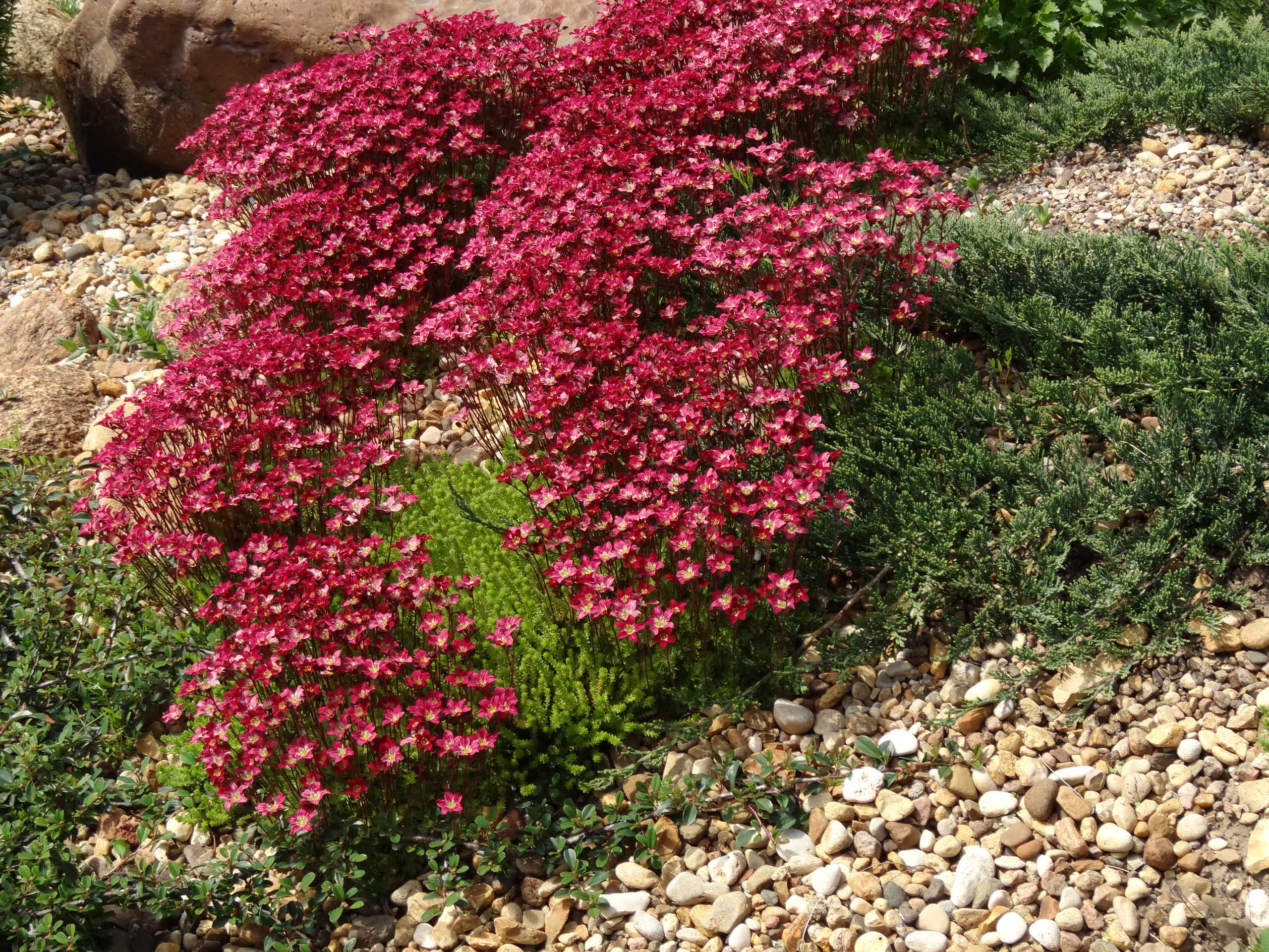 Природное земледелие: Мульчирование и задернение «для ленивых»