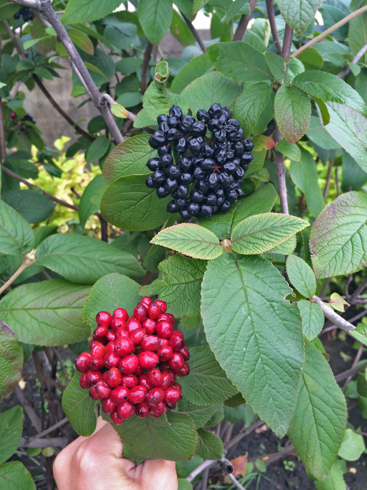 Сад с водоемом