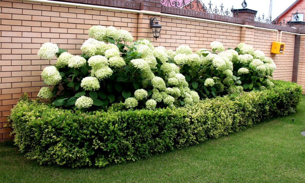 Обложка проекта: "Сад Семьи К."