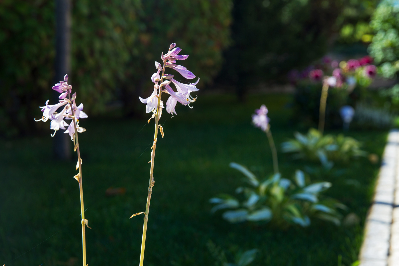 Сад на Пятницком шоссе.  Дизайнер Лариса Юрова