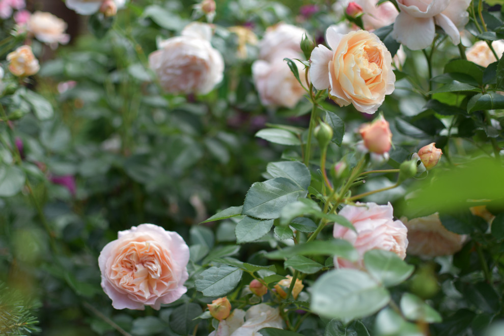 Сад в Карельском лесу