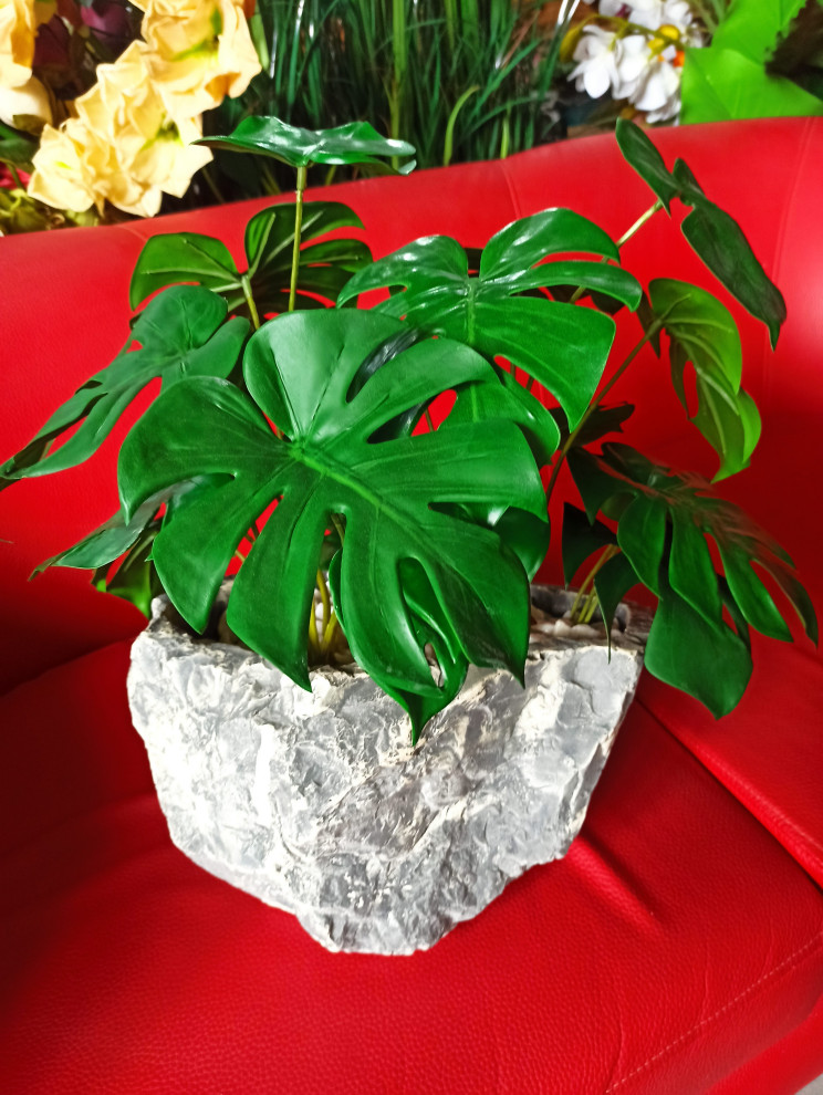 Монстера для частного интерьера