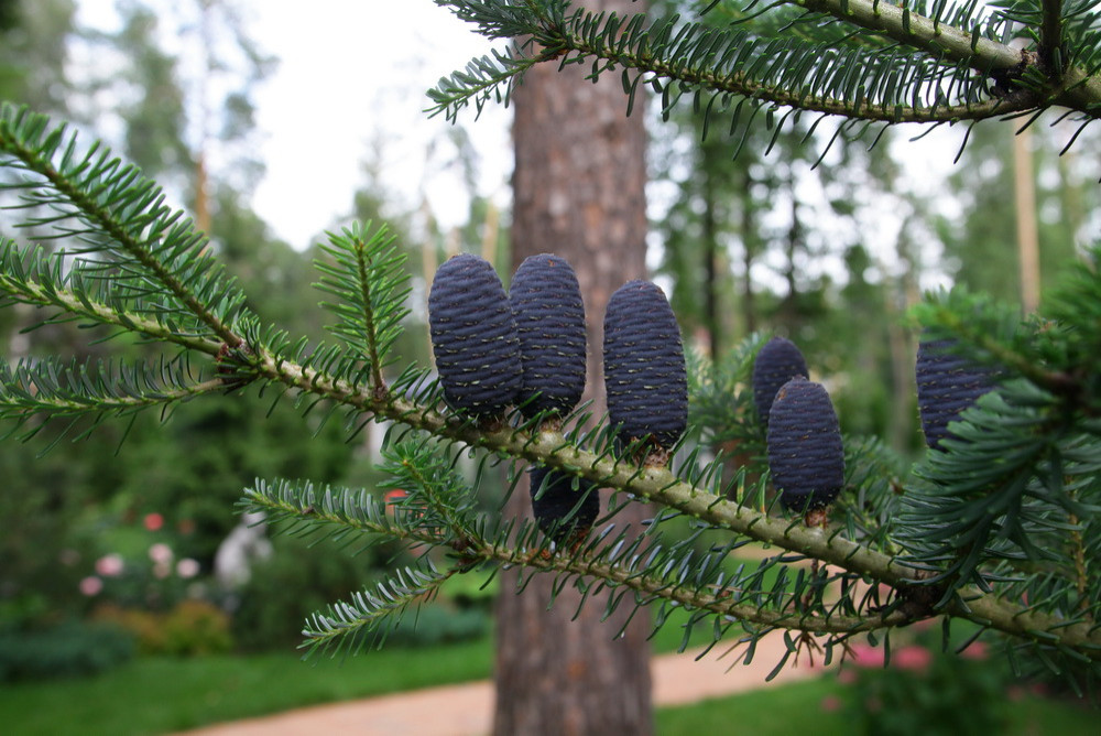 Чисты пруды