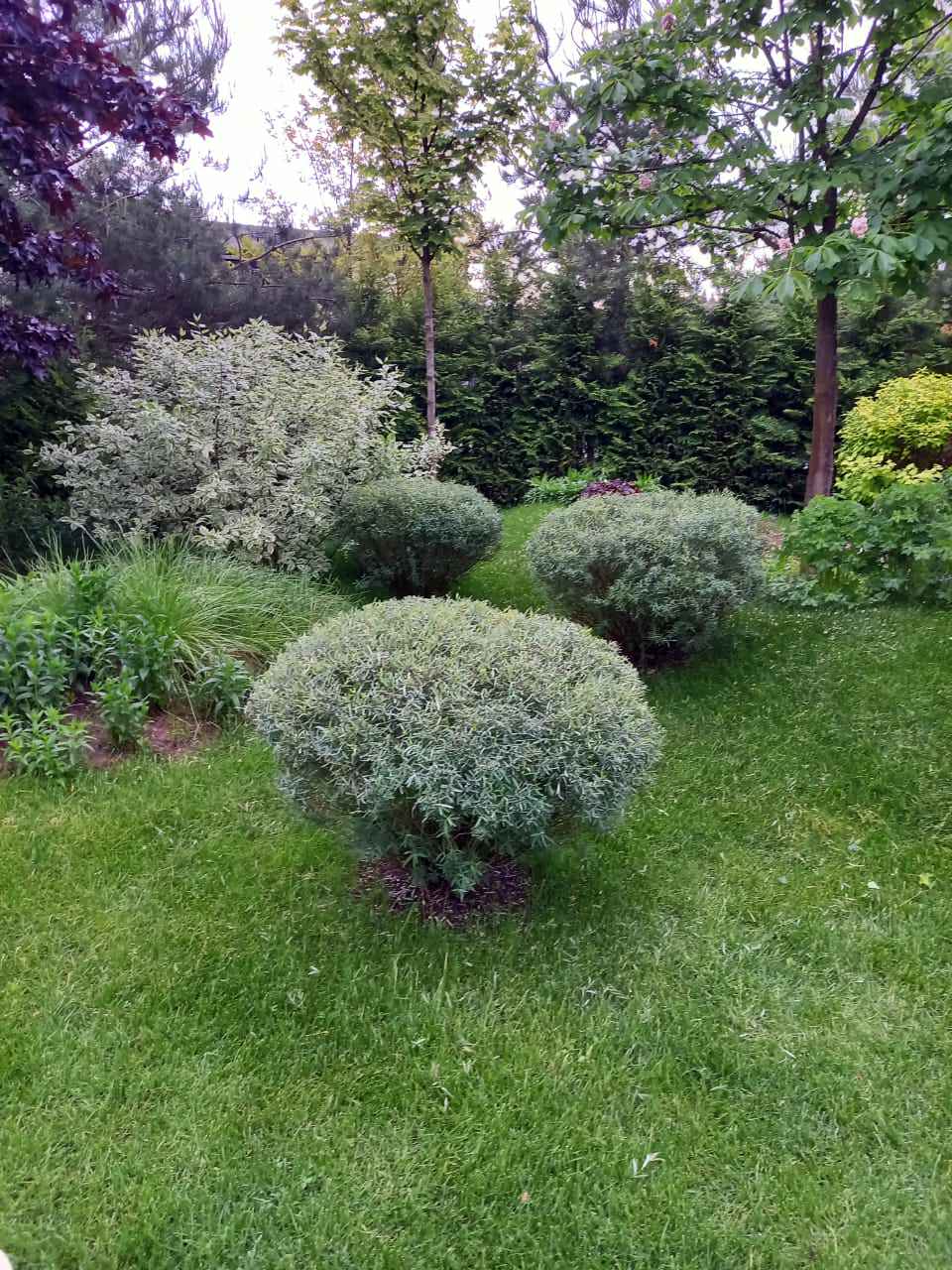 КП Пестово "Evergreen'