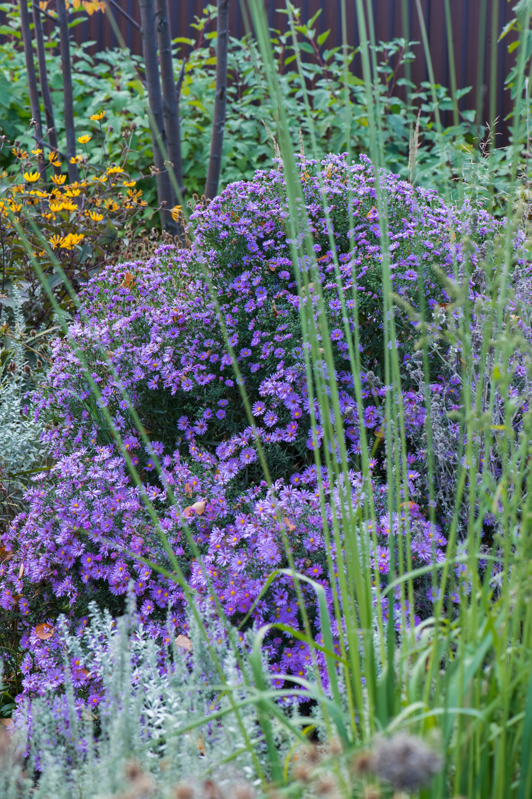 Цветник в  природном стиле  (" New Perennials"  или "Новая волна")
