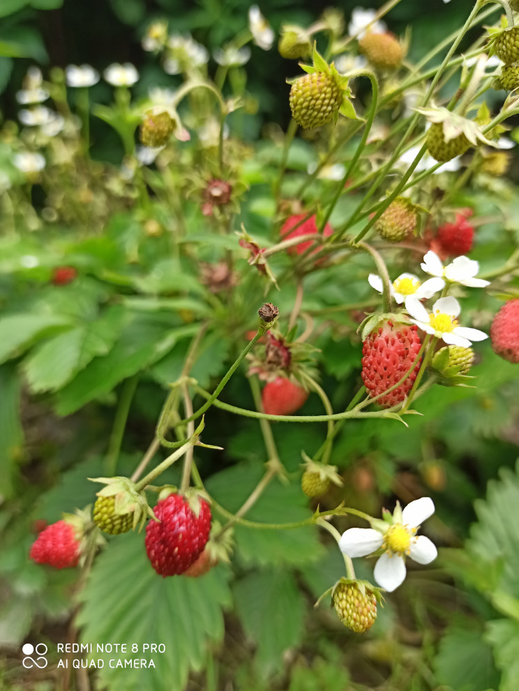 Ландшафт сада в 6 соток.