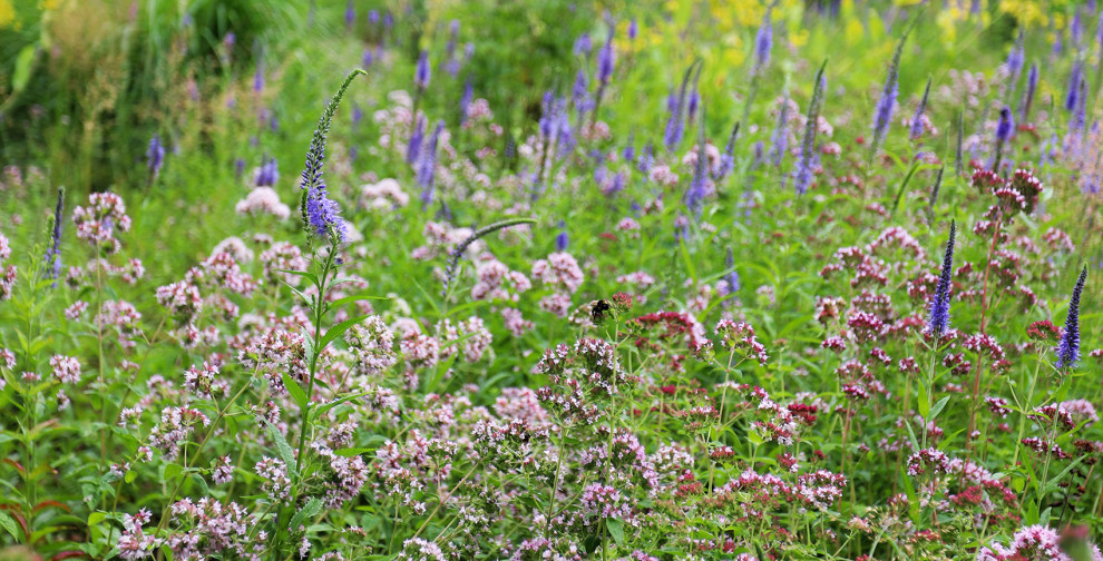 Обложка проекта: Лес и огород
