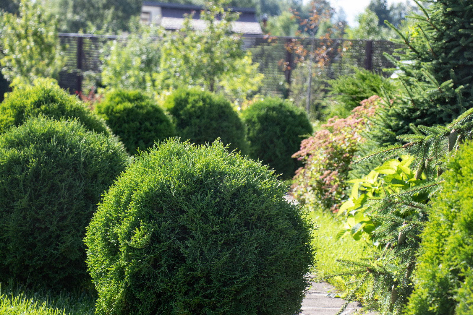 Сосновые берега