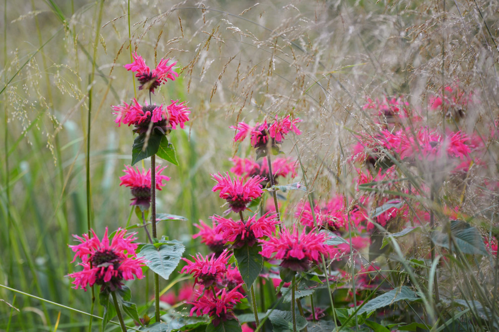 Злаковый сад
