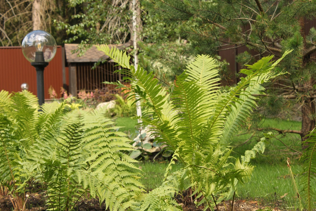 Лесная зона.