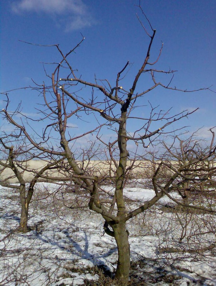 Азы садовода: Обрезка плодовых деревьев и кустарников