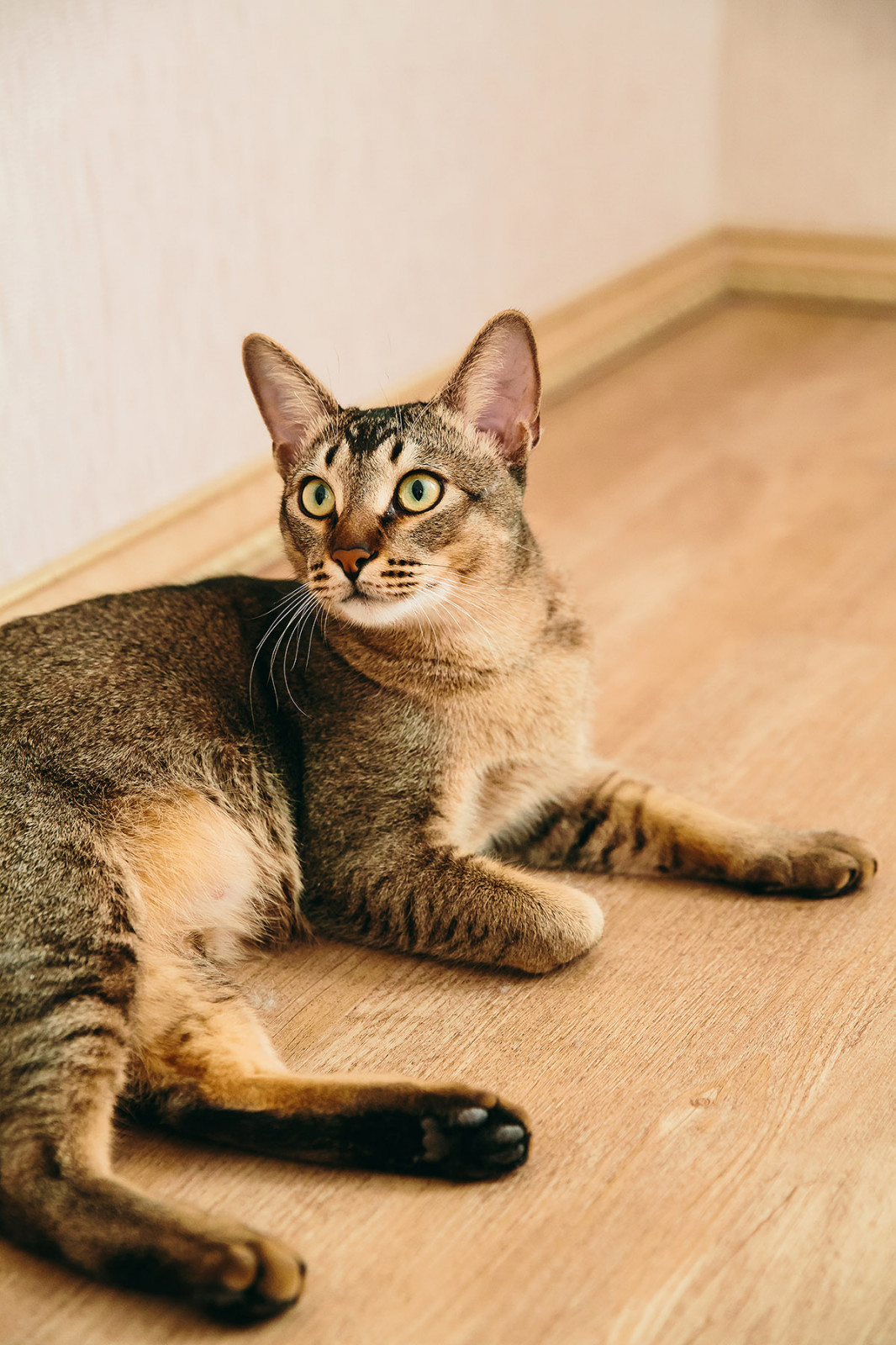 Классика с нотками востока в бирюзе