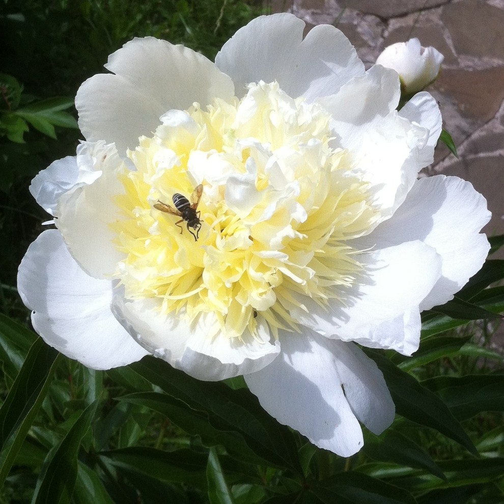 Пионы: выбираем подходящий сорт, высаживаем в грунт