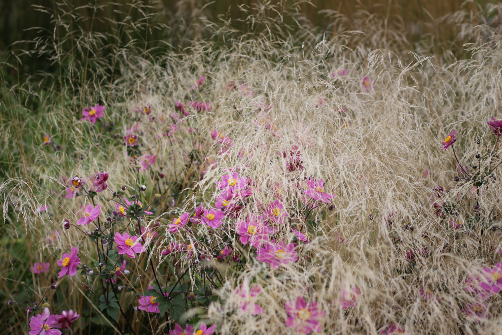Цветники Советской площади