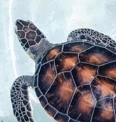 Дарья Шмелева