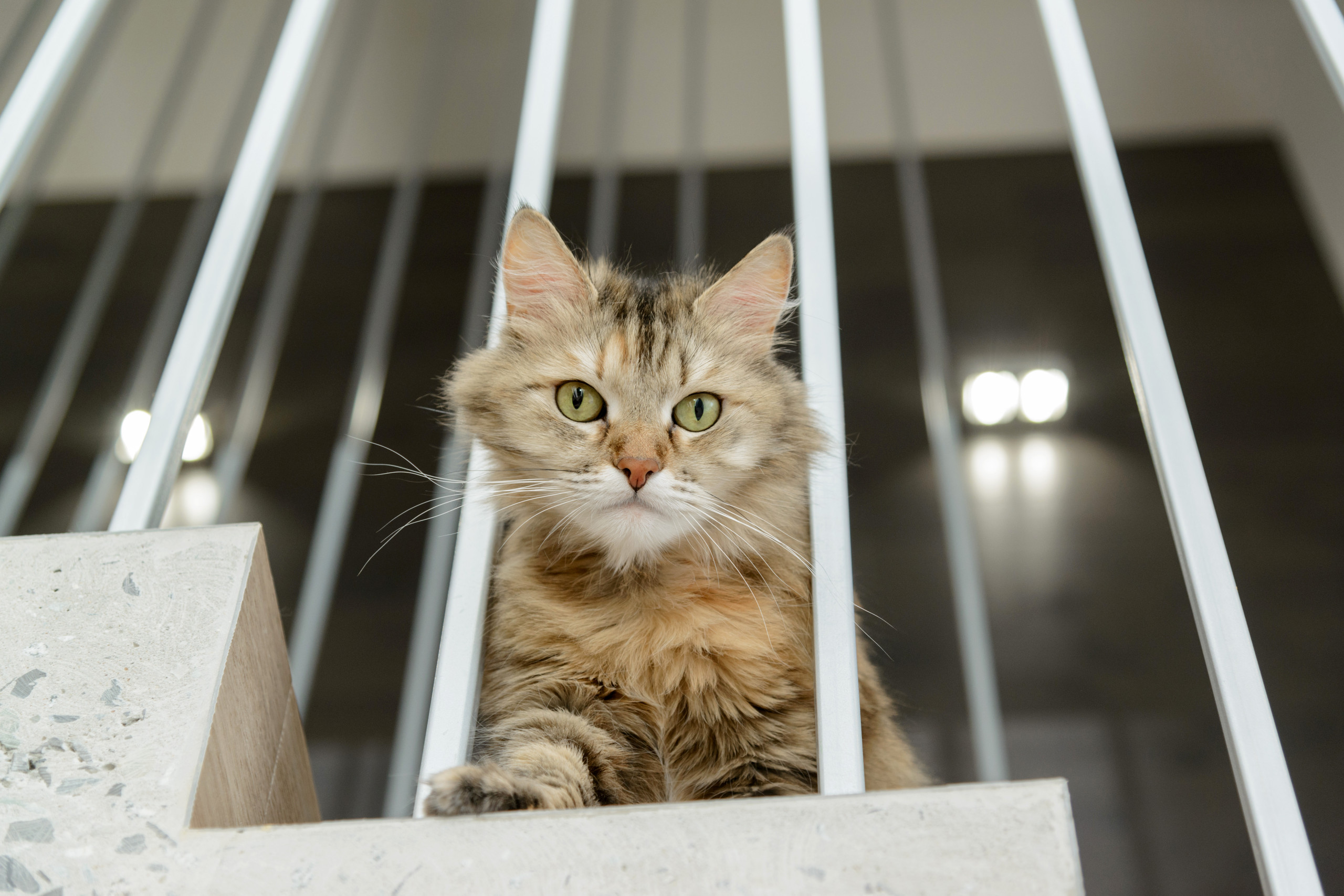 Houzz тур: Интерьер с сибирским характером в пентхаусе Новосибирска