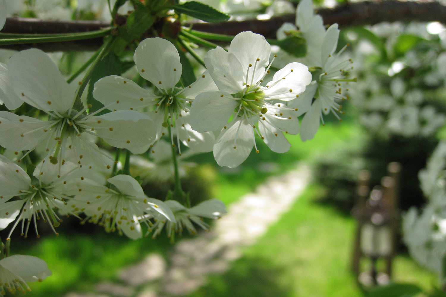Ландшафтный сад с прудом в КП "Европа"
