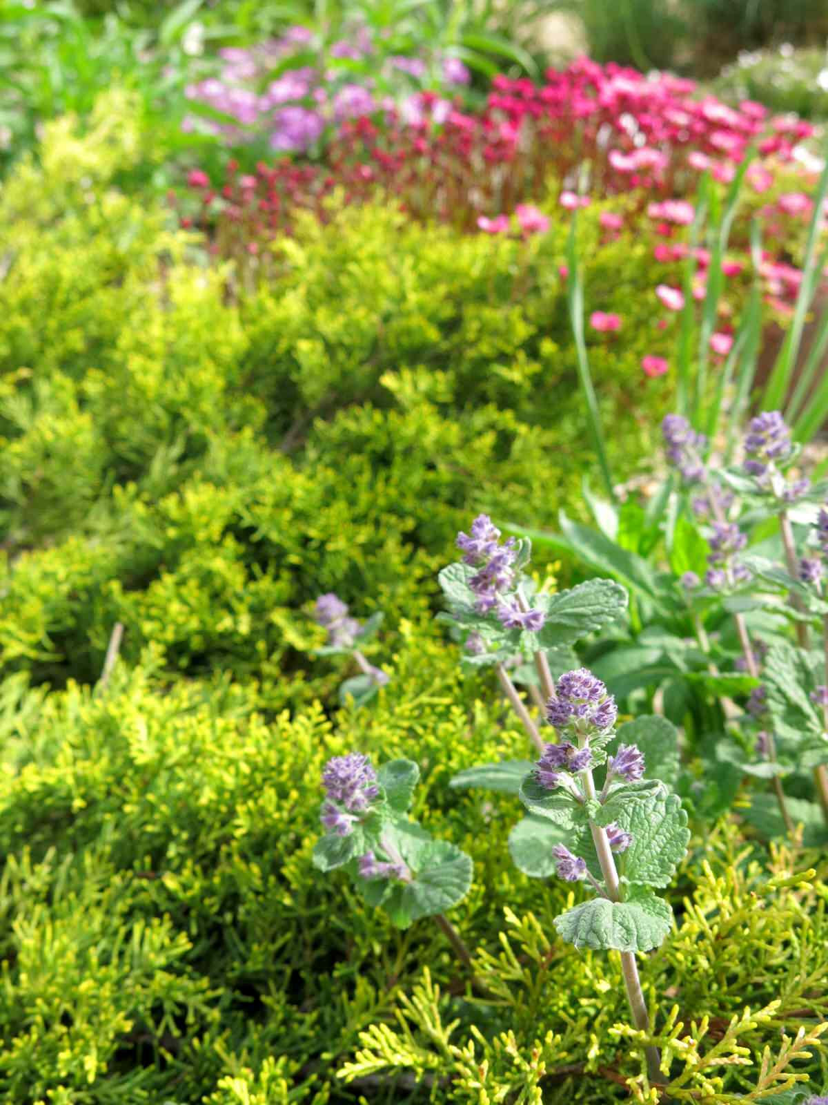 ТЕПЛЫШКО МОЕ. ВЕСНА.