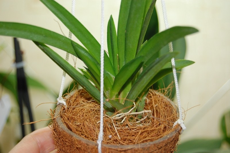 Азбука цветовода: Как выбрать фитомодуль для вертикального сада