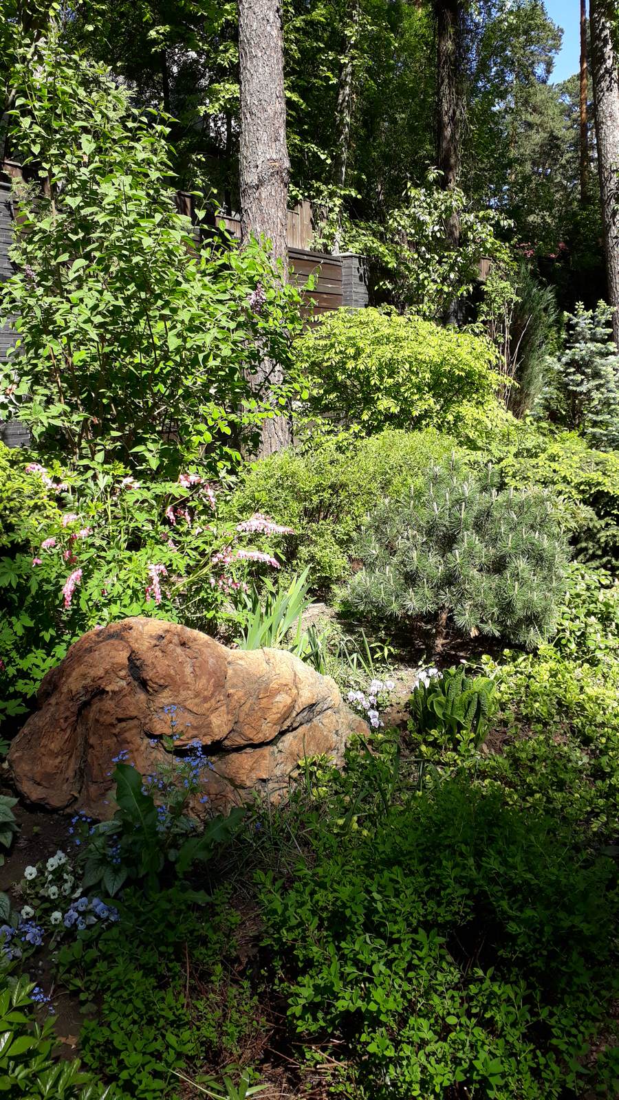 Обложка проекта: Барвиха теневой сад