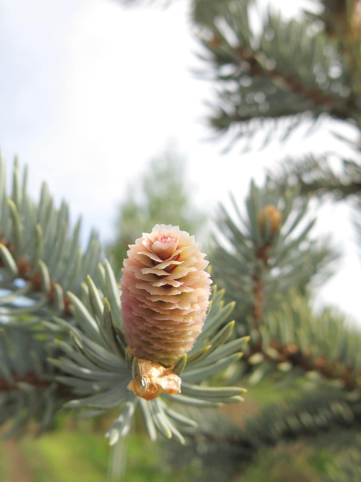 ТЕПЛЫШКО МОЕ. ВЕСНА.