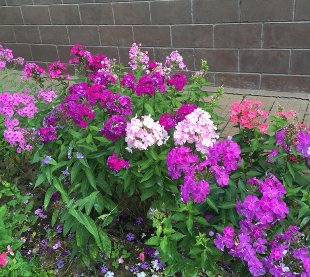 В гостях: Сад в идеальной форме... круга