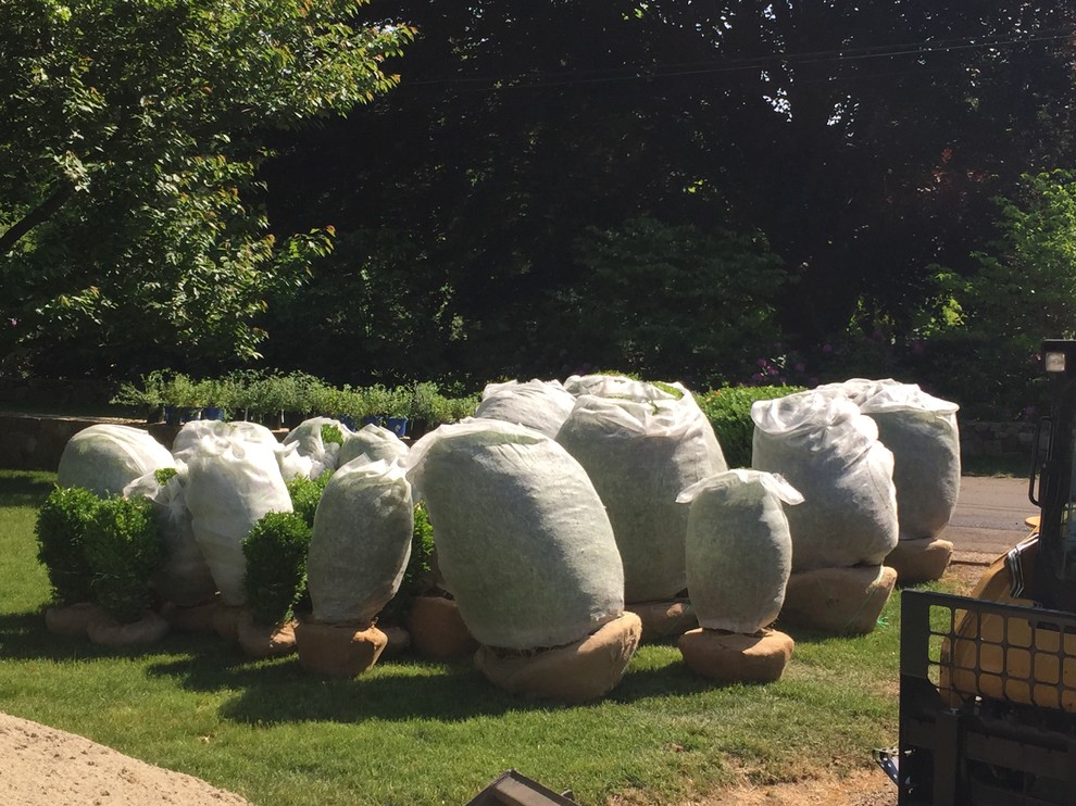 Сад: Методы экспресс-озеленения для нового участка