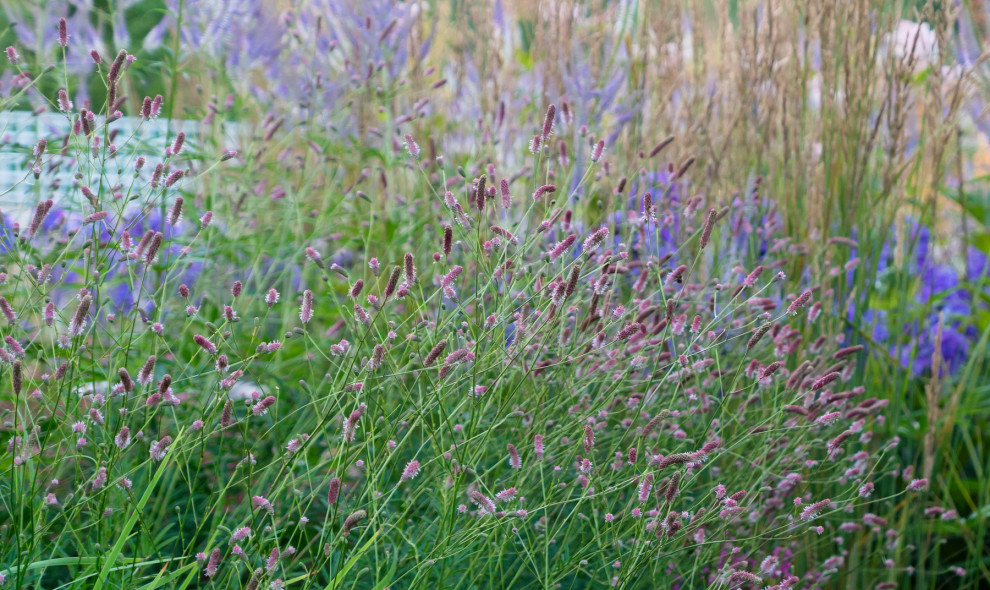 Дергаево - Цвет и нежность
