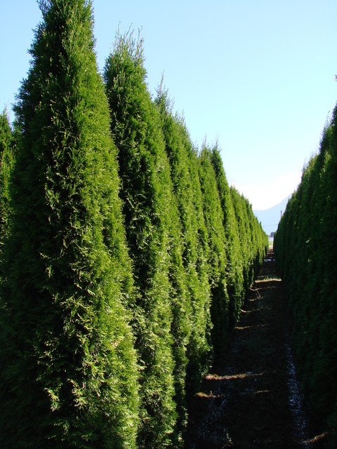 Как правильно: Заказывать растения в европейских питомниках