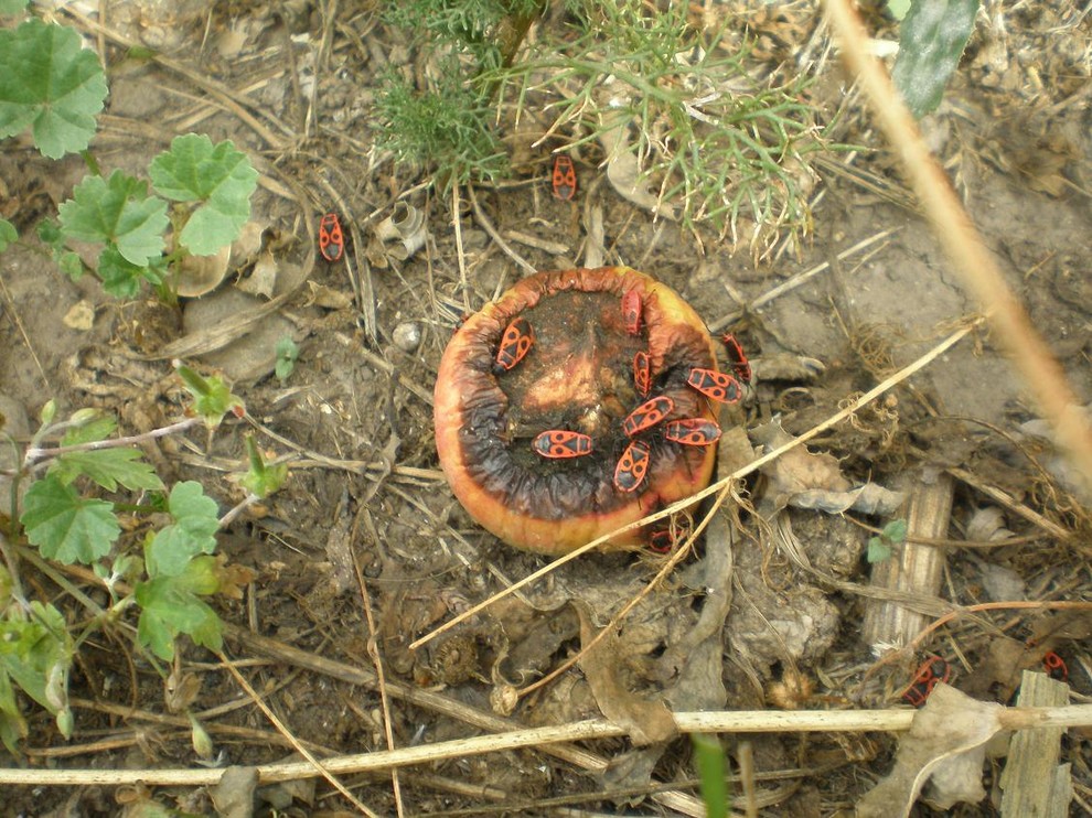 Природное земледелие на садовом участке: Что делать, что нет
