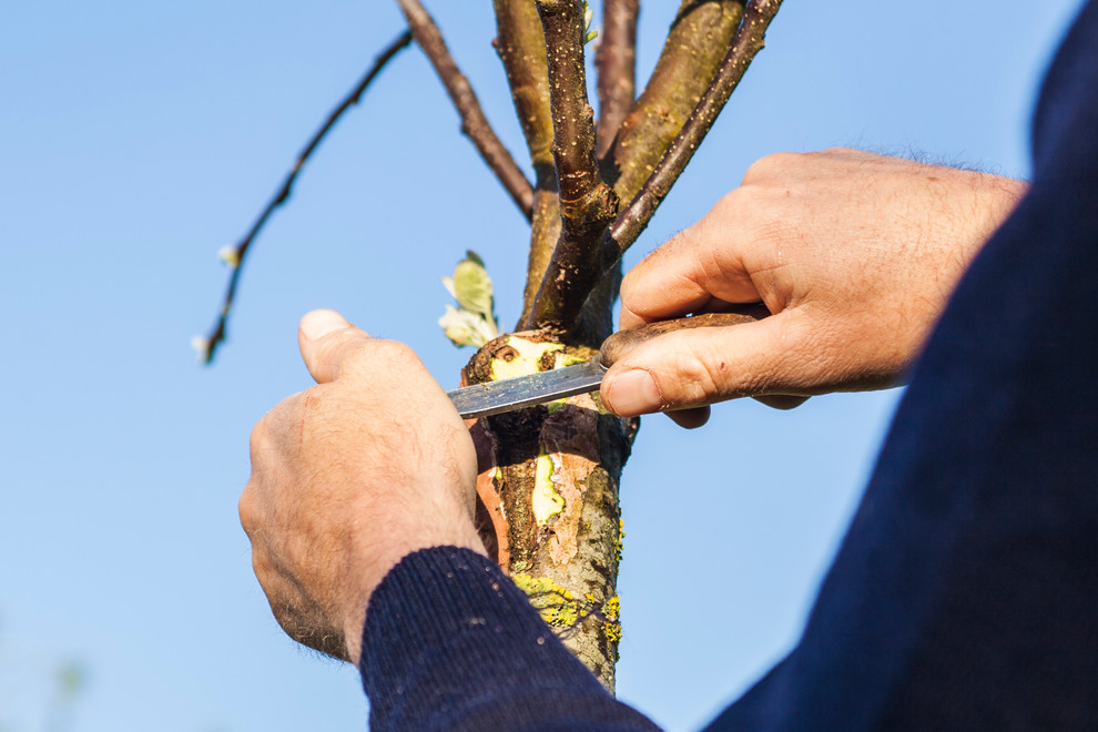 На прививку становись: Зачем и как прививают деревья