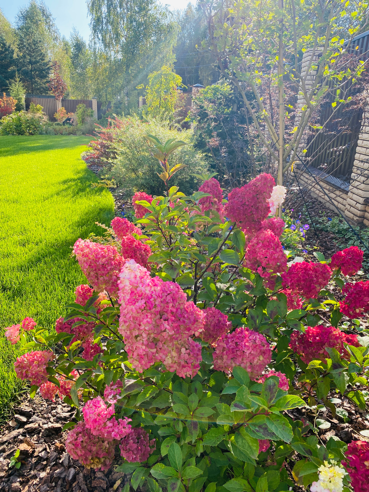 Сад  коллекционера