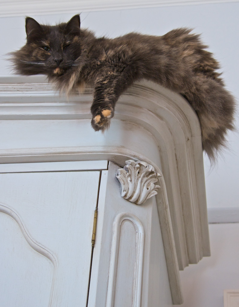 Чувство прекрасного и кошачий лоток: Совместимы!