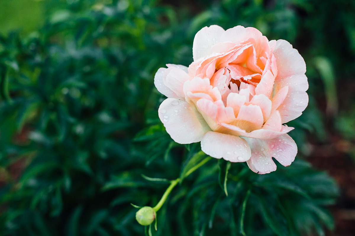 Пион Coral Sunset