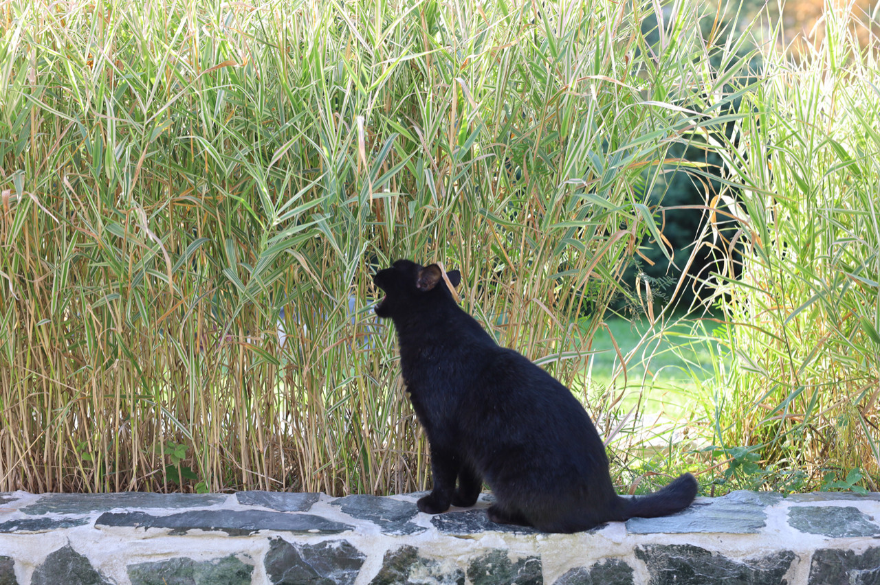Сад для черной кошки и белого кота