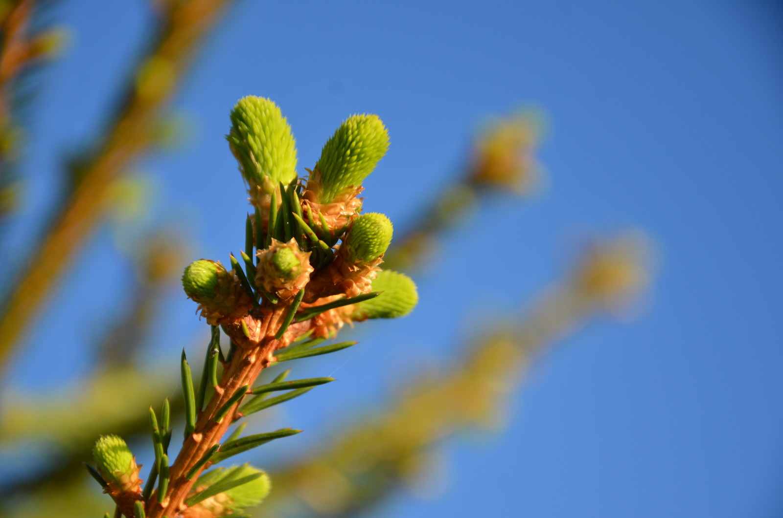 Садовый участок