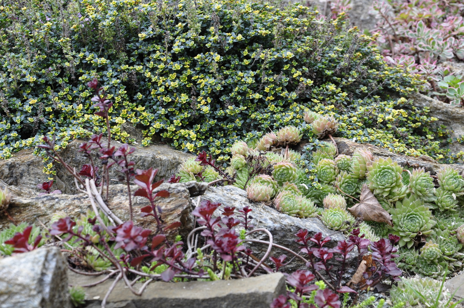 д. Коровино - Уход за садом - 100% качество