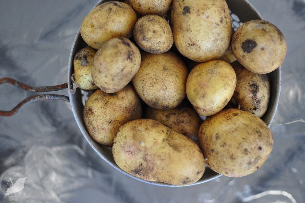 Кушать подано: Гид по питанию садовых и овощных культур