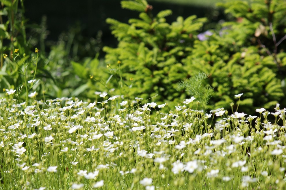 Особый статус