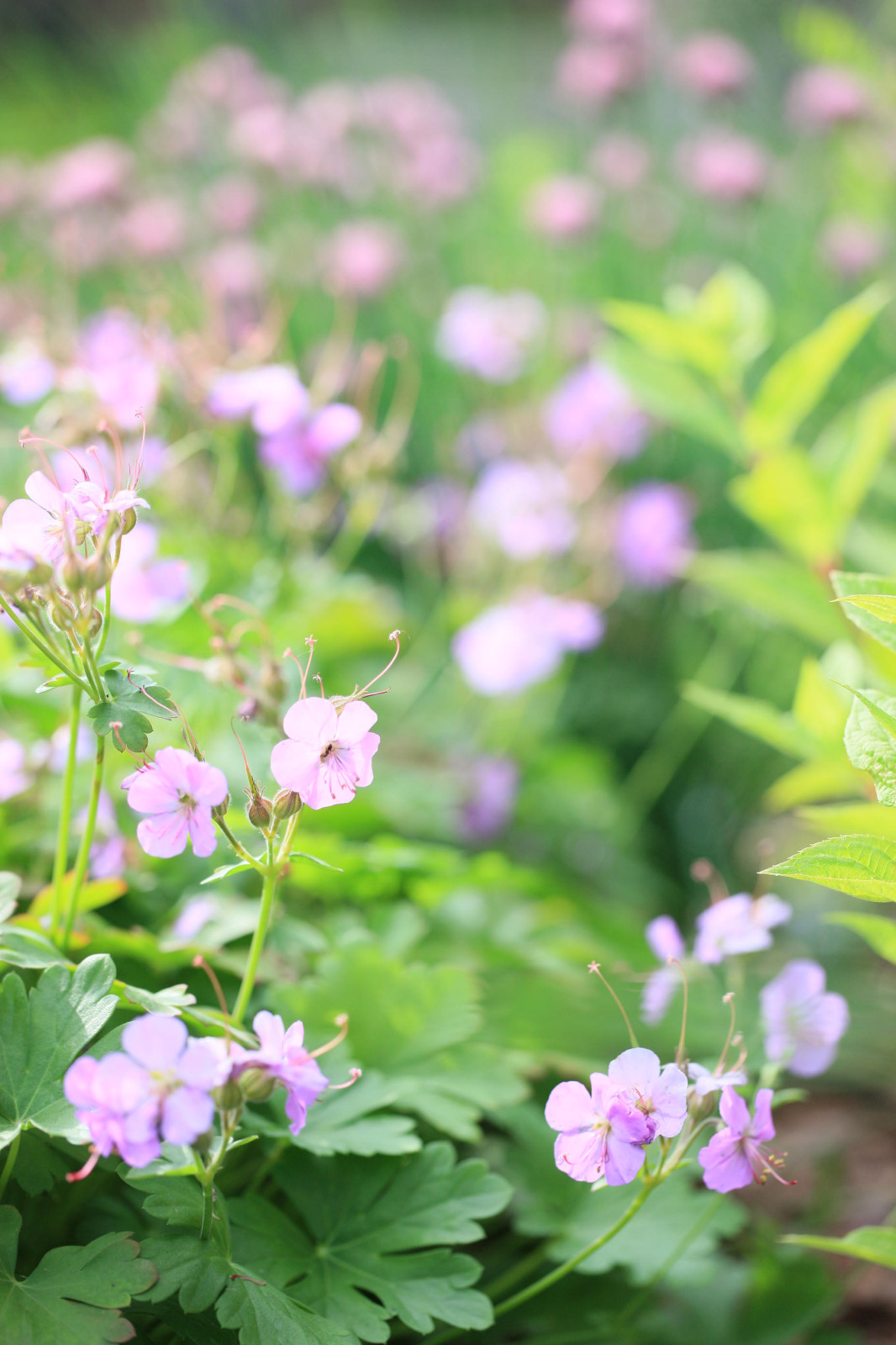 Березовая роща