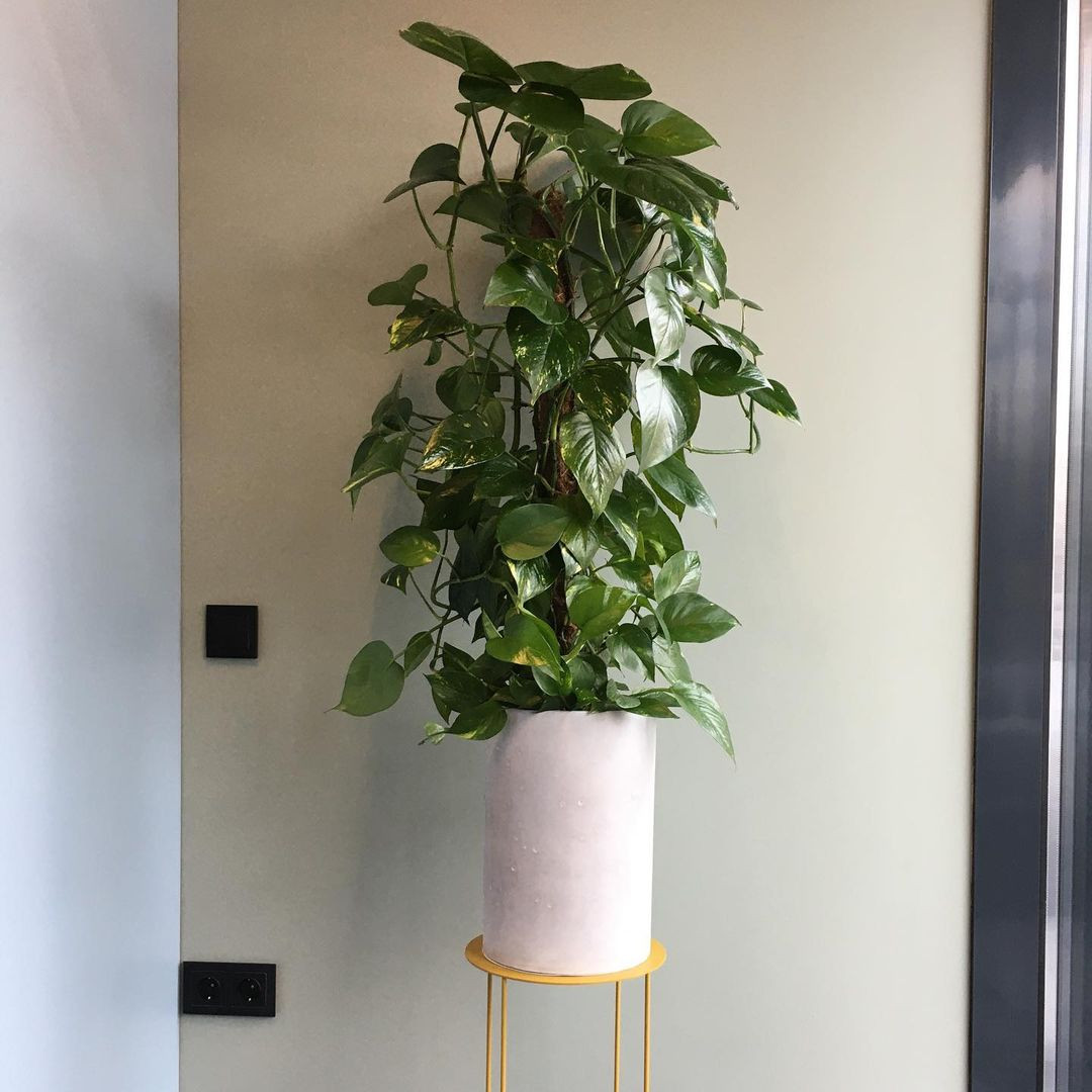 Обложка проекта: Сеть салонов красоты Аутентика