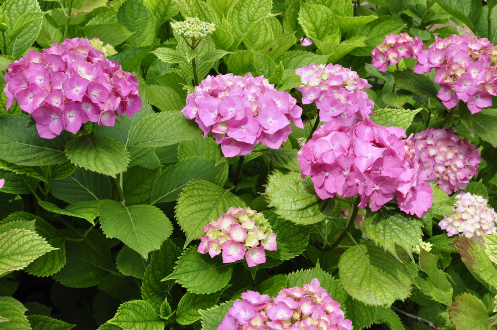 кп "Успенские дачи" - Уход за садом - 100% качество!