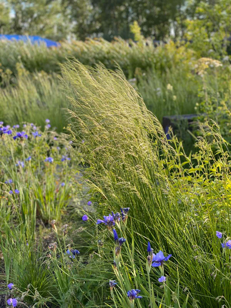 Злаковые цветники
