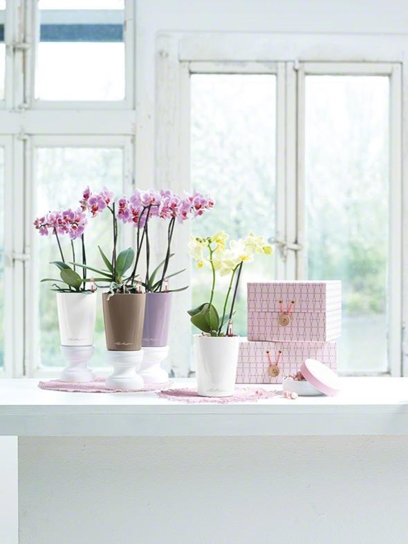 Достойно Инстаграма