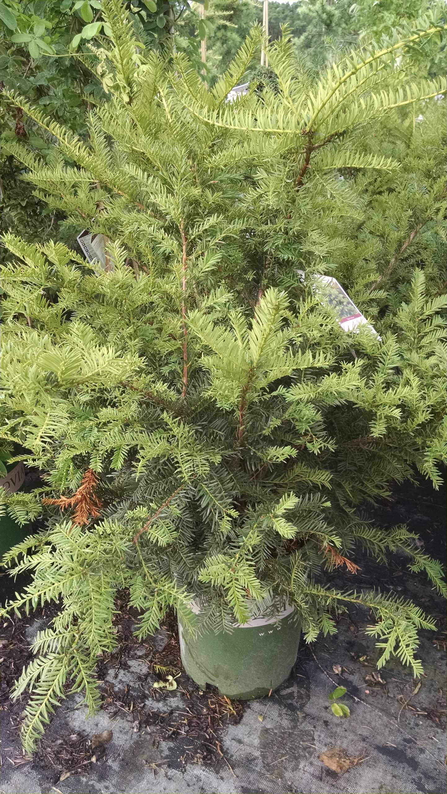 Елка будущего года: Какую выбрать и где посадить