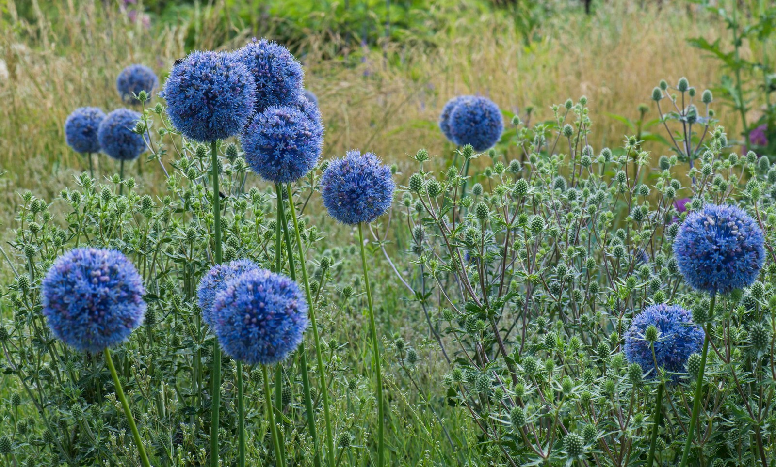 Цветник в  природном стиле  (" New Perennials"  или "Новая волна")
